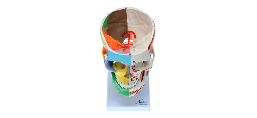 Didactic Skull with Muscle Insertion Model5.png Κανένα σετ εικόνων